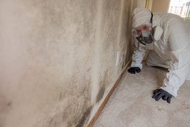  Wildwood Lake, TN Mold Removal Services Pros