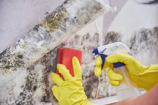 Best Environmental Consulting for Mold Prevention  in Wildwood Lake, TN